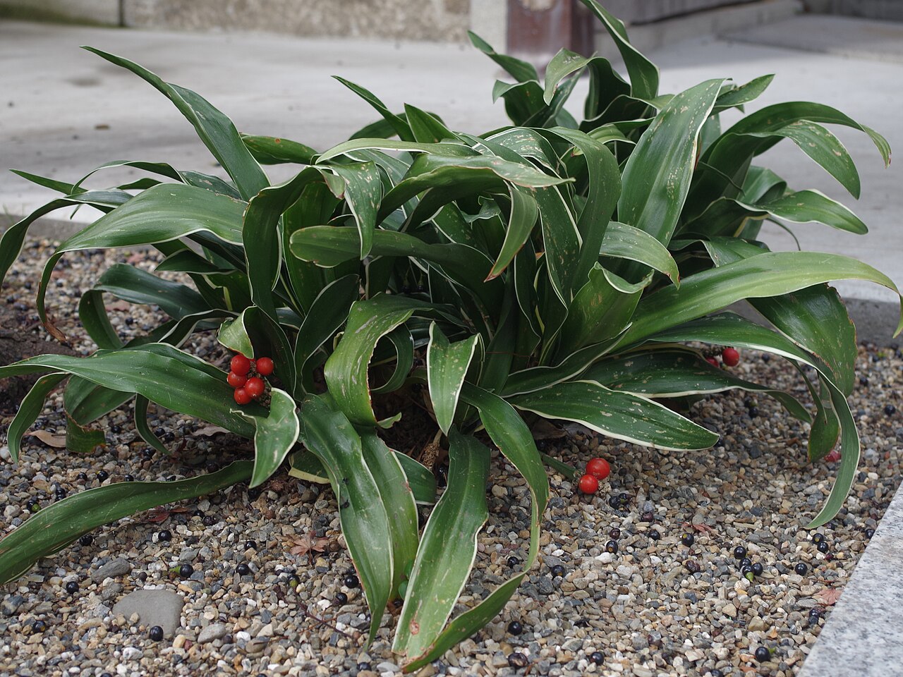 Rohdea japonica, Sacred lily — clumping evergreen (Asparagaceae) (image 1 of 9)