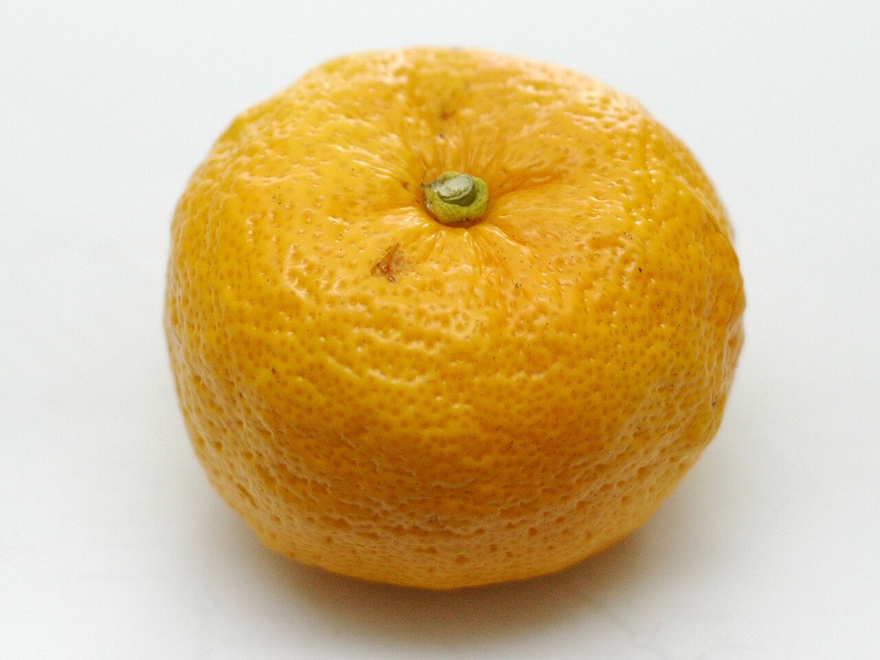 Citrus junos, Yuzu — upright evergreen (Rutaceae) (image 5 of 9)