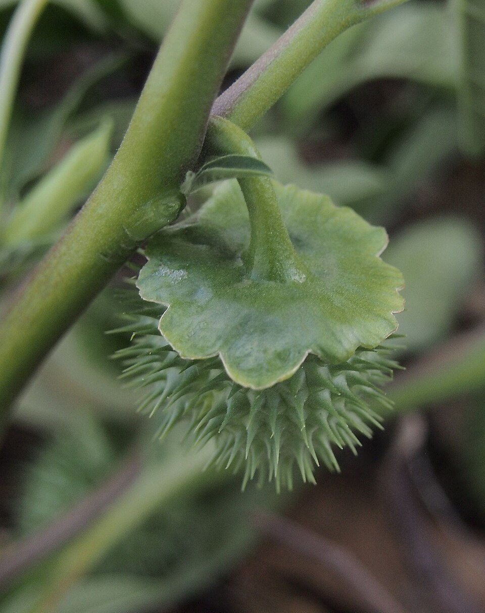 Datura (Devil's Trumpets) (alternate view 2)