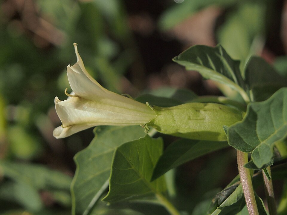 Datura (Devil's Trumpets) (alternate view 3)
