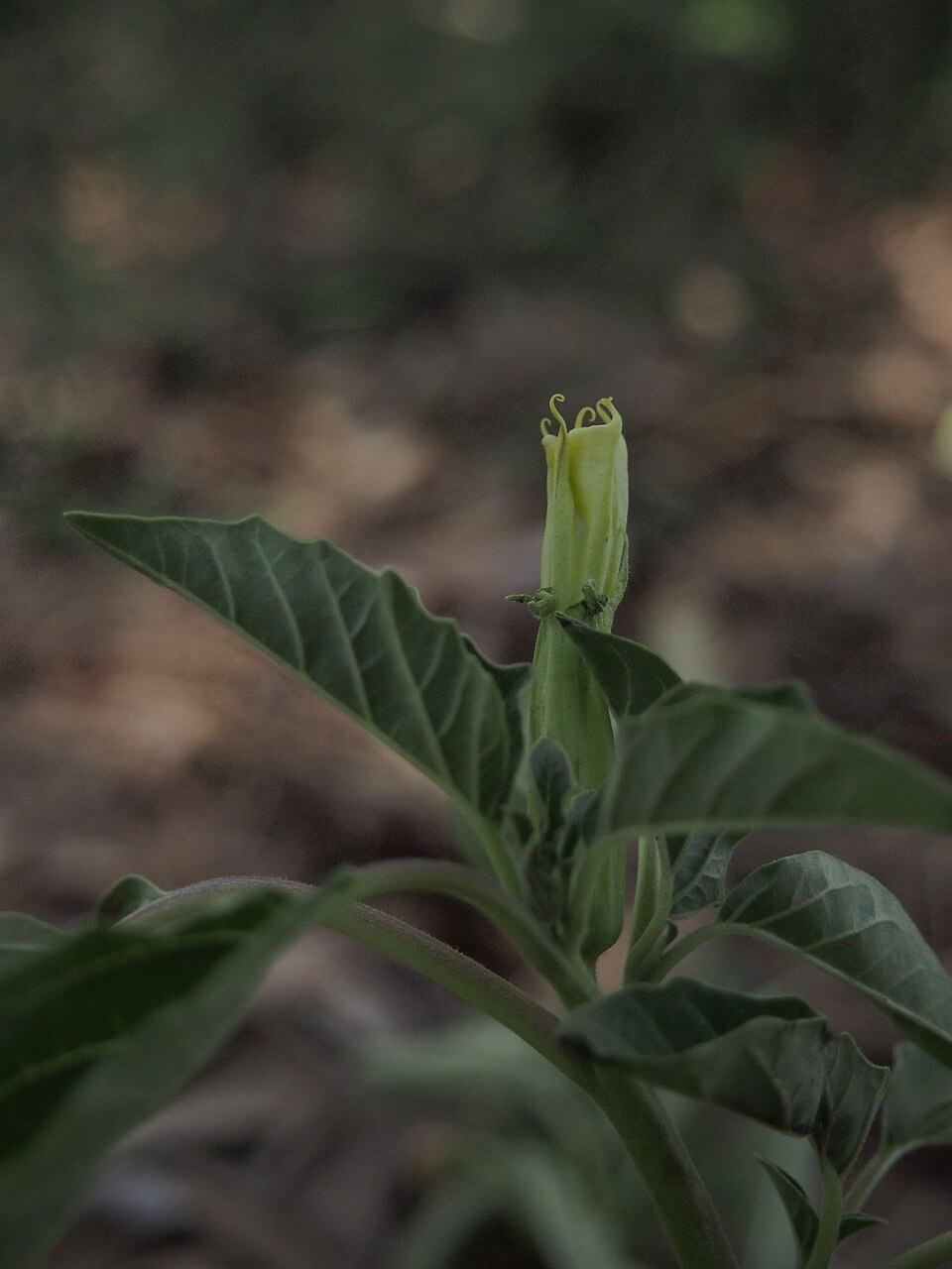 Datura (Devil's Trumpets) (alternate view 4)