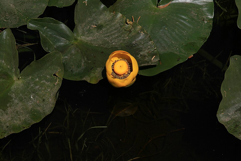 Nuphar polysepala (western yellow pond-lily) (alternate view 7)
