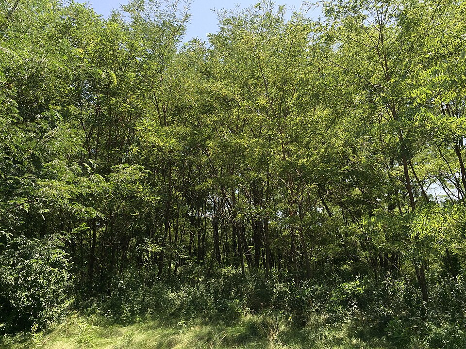 Robinia pseudoacacia (black locust) (alternate view 6)