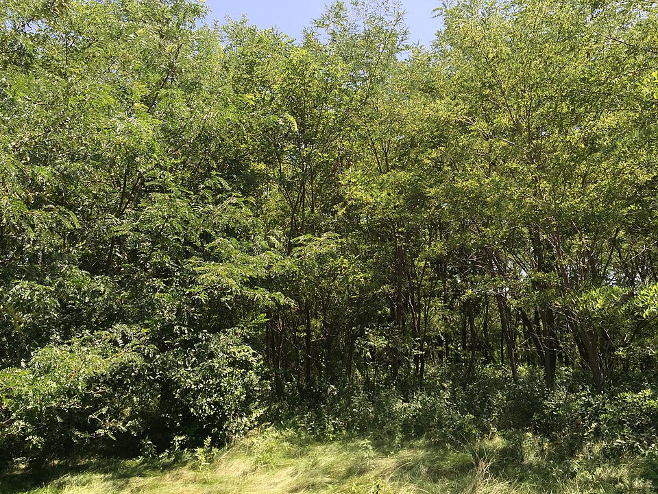 Robinia pseudoacacia (black locust) (alternate view 7)