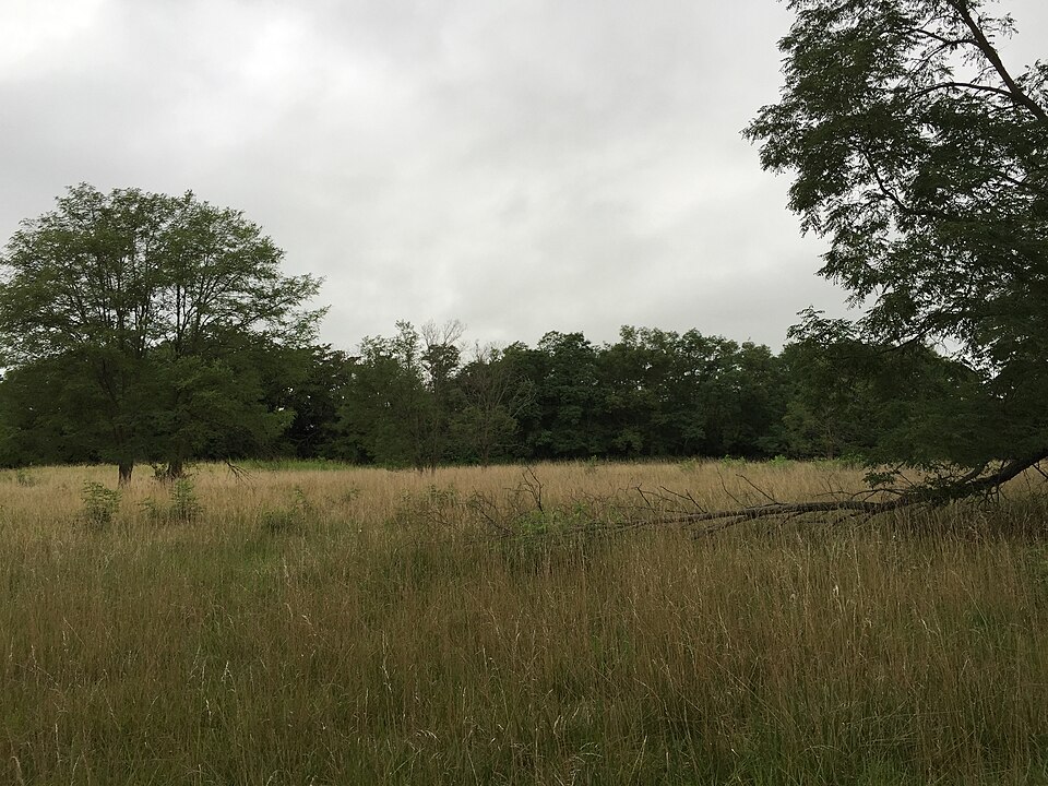 Robinia pseudoacacia (black locust) (alternate view 8)