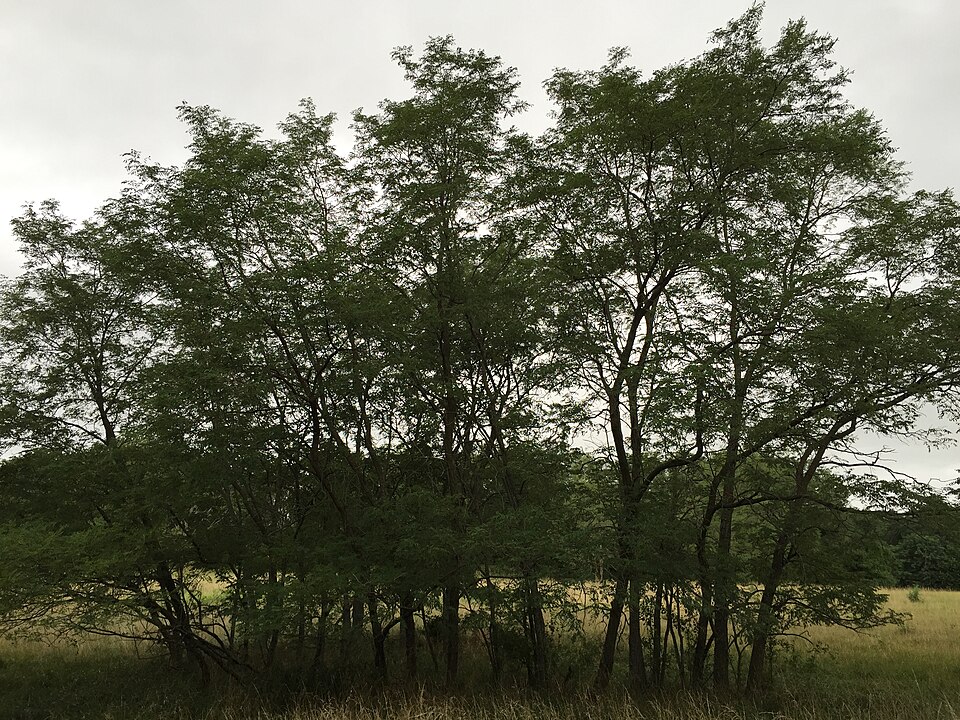 Robinia pseudoacacia (black locust) (alternate view 9)