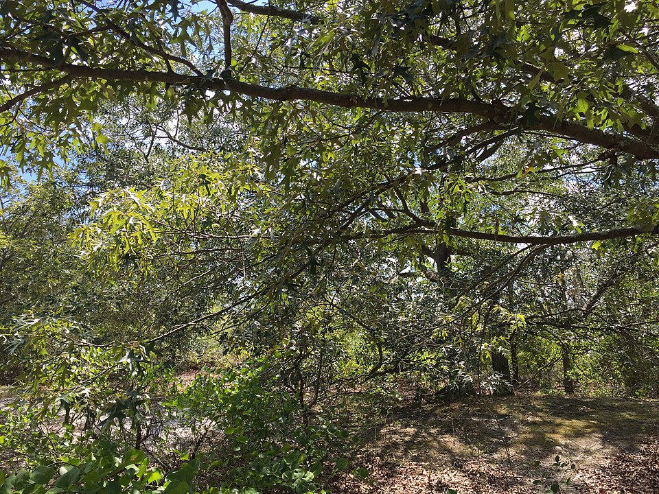 Quercus coccinea (scarlet oak) (alternate view 4)