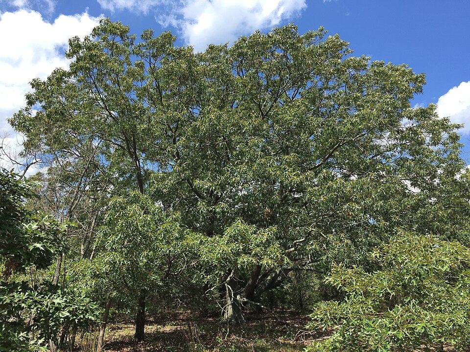 Quercus coccinea (scarlet oak) (alternate view 5)