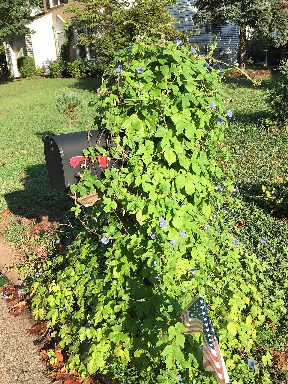 Ipomoea hederacea (ivy-leaved morning-glory) (alternate view 8)