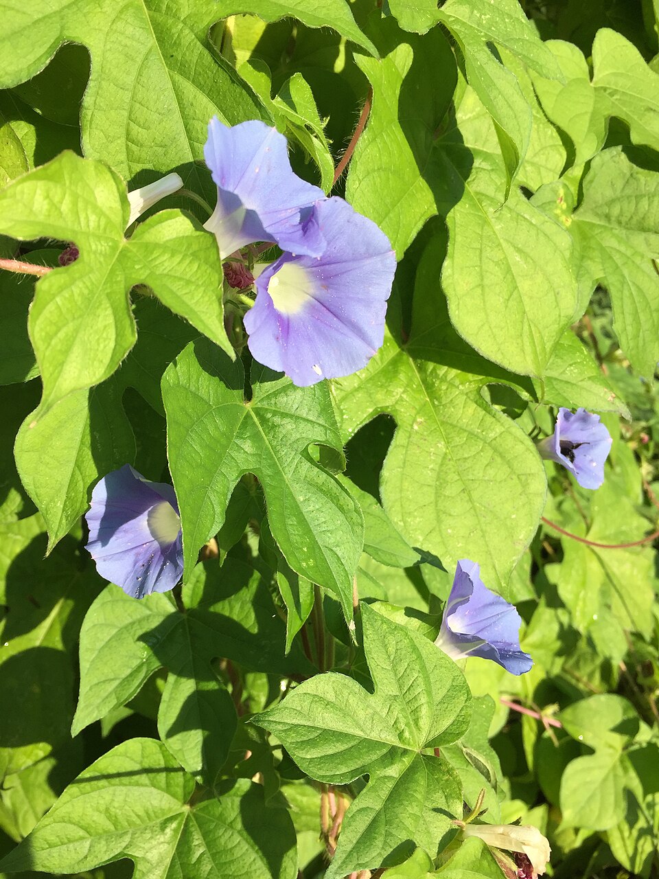 Ipomoea hederacea (ivy-leaved morning-glory) (alternate view 9)