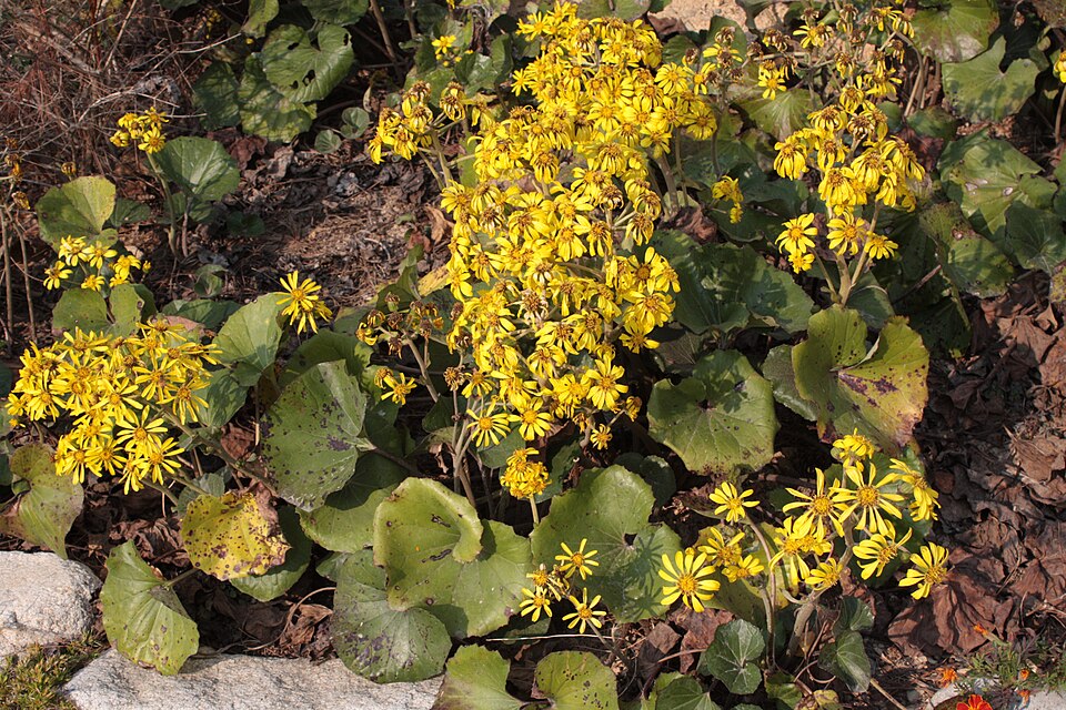 Farfugium japonicum (alternate view 8)