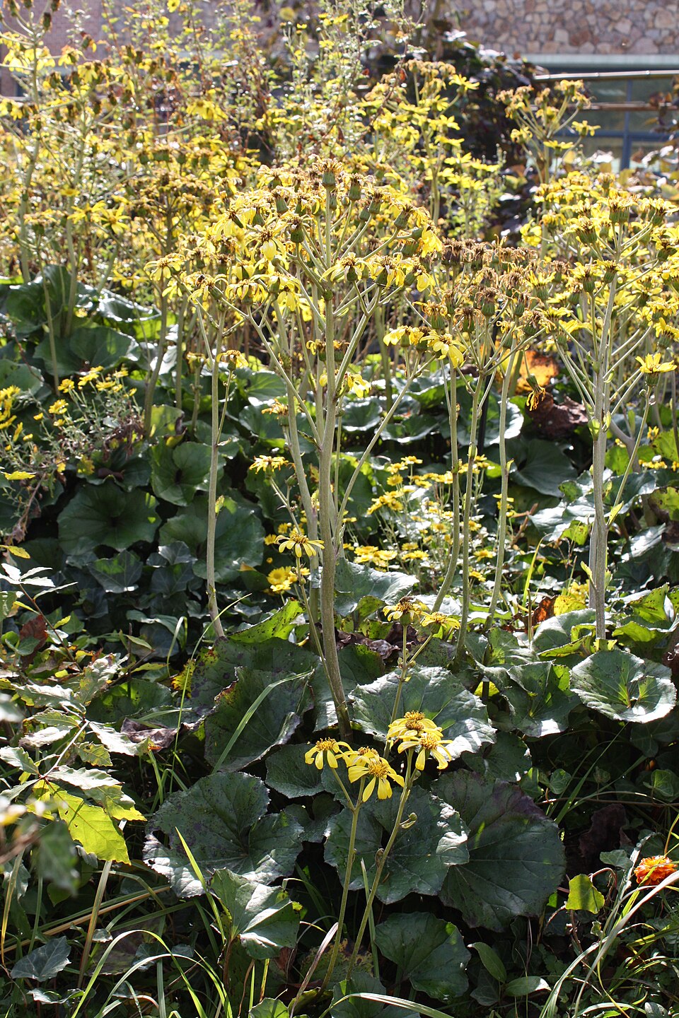 Farfugium japonicum (alternate view 9)