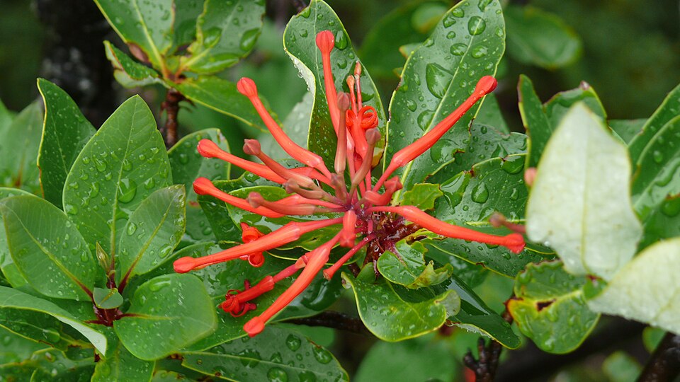 Embothrium coccineum (Chilean fire tree) (alternate view 2)