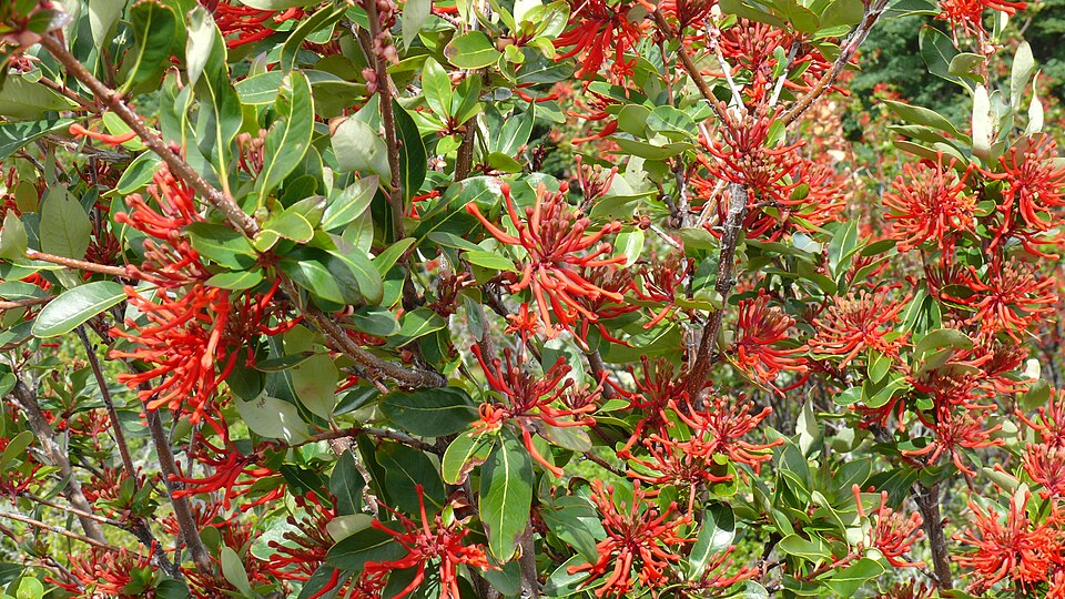 Embothrium coccineum (Chilean fire tree) (alternate view 3)