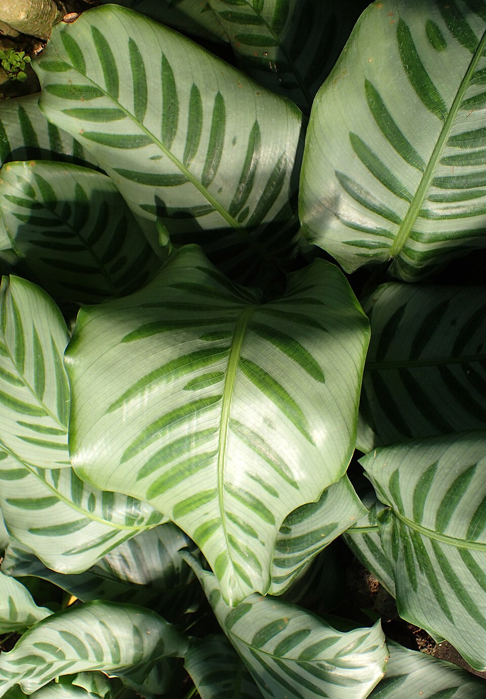 Goeppertia kegeljanii (Calathea Musaica) (alternate view 10)