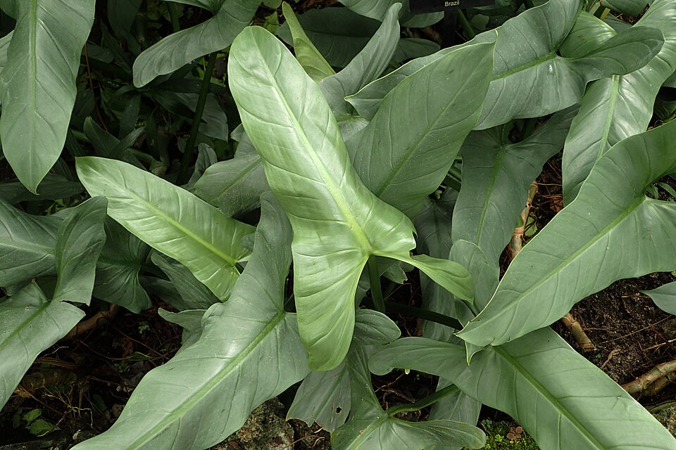Philodendron hastatum (Silver Sword Philodendron) (alternate view 5)