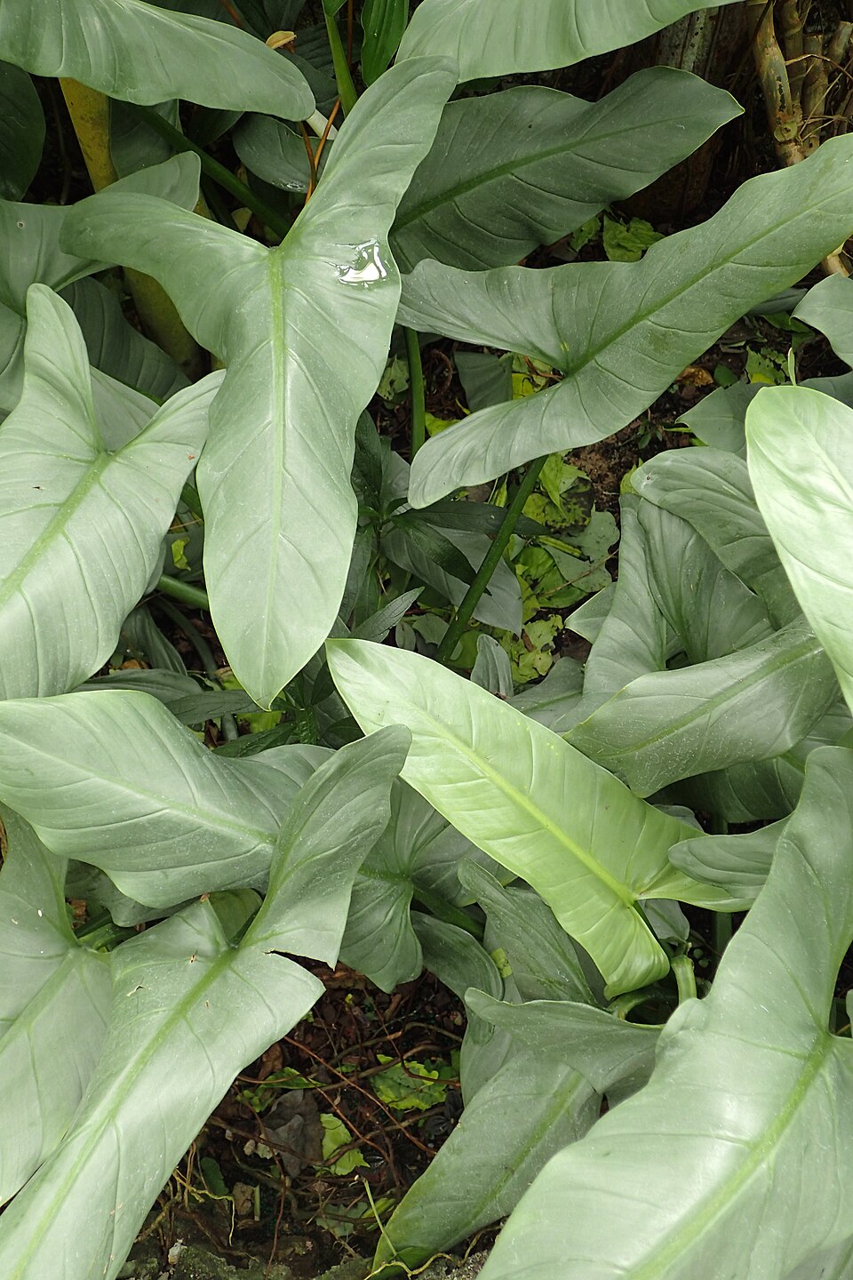 Philodendron hastatum (Silver Sword Philodendron) (alternate view 6)