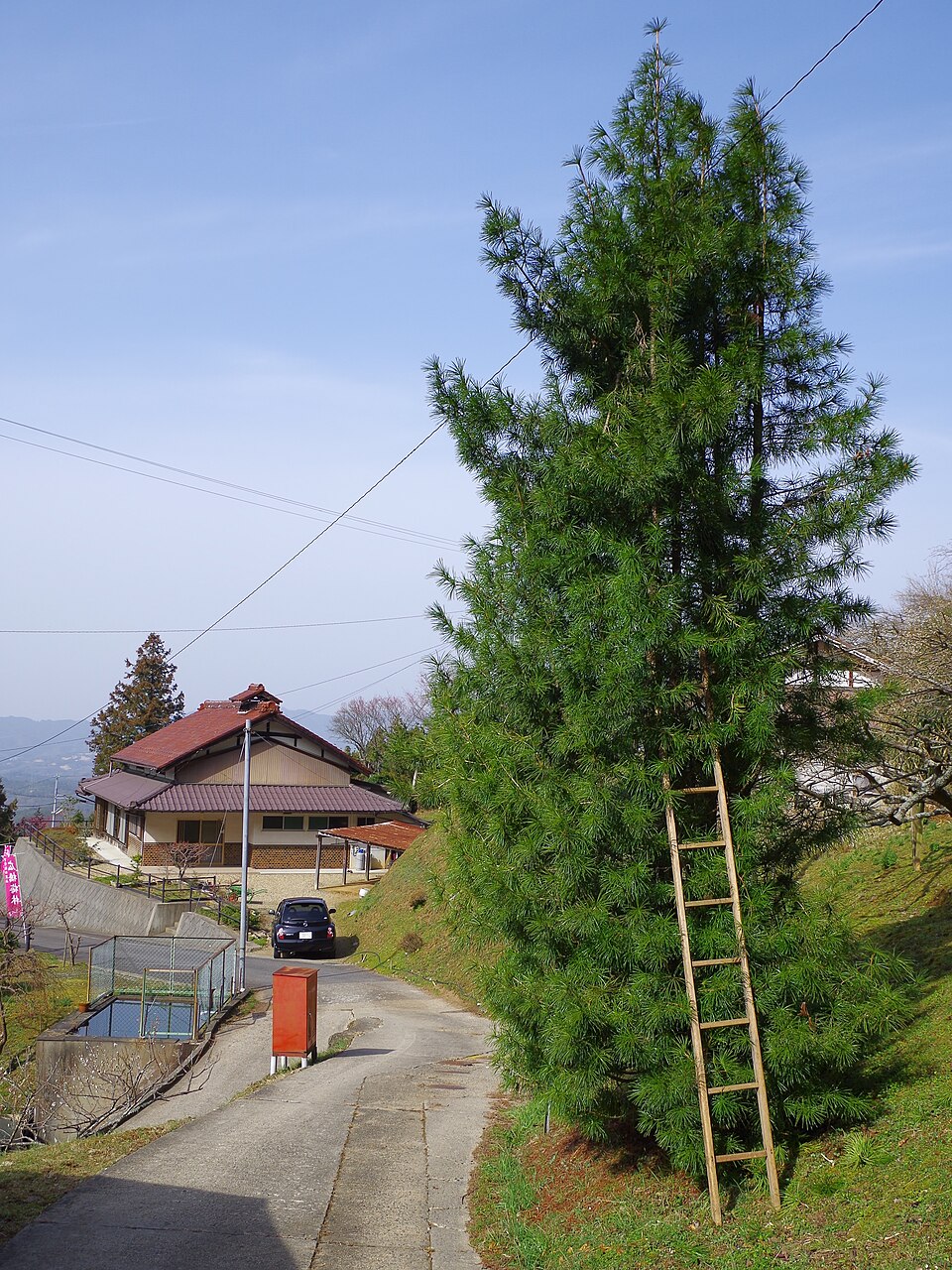 Sciadopitys verticillata (Japanese umbrella pine) (alternate view 11)