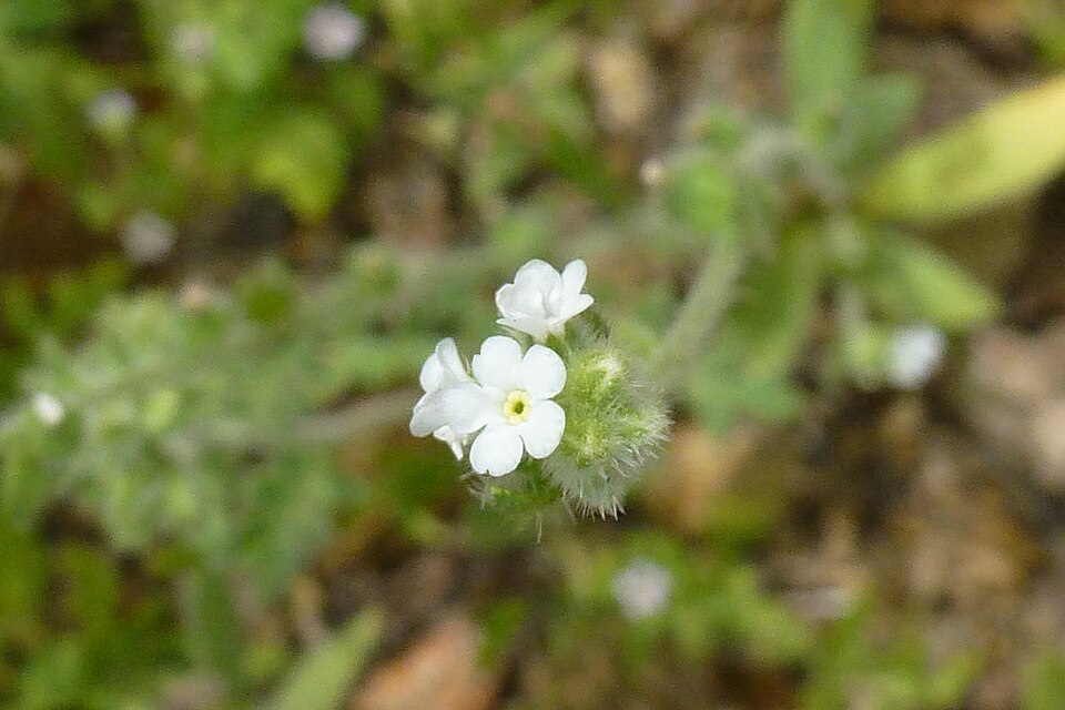 Johnstonella angustifolia (narrow-leaved cryptantha) (alternate view 7)