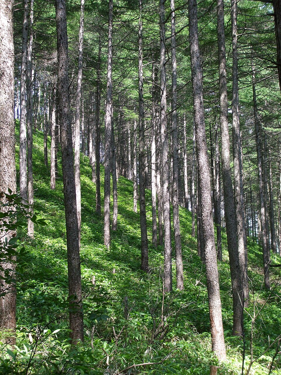 Larix kaempferi (Japanese Larch) (alternate view 7)