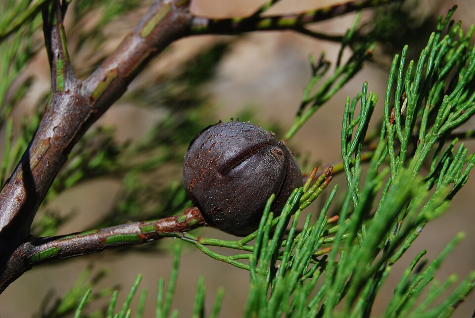 Callitris gracilis (Slender Cypress-pine) (alternate view 4)
