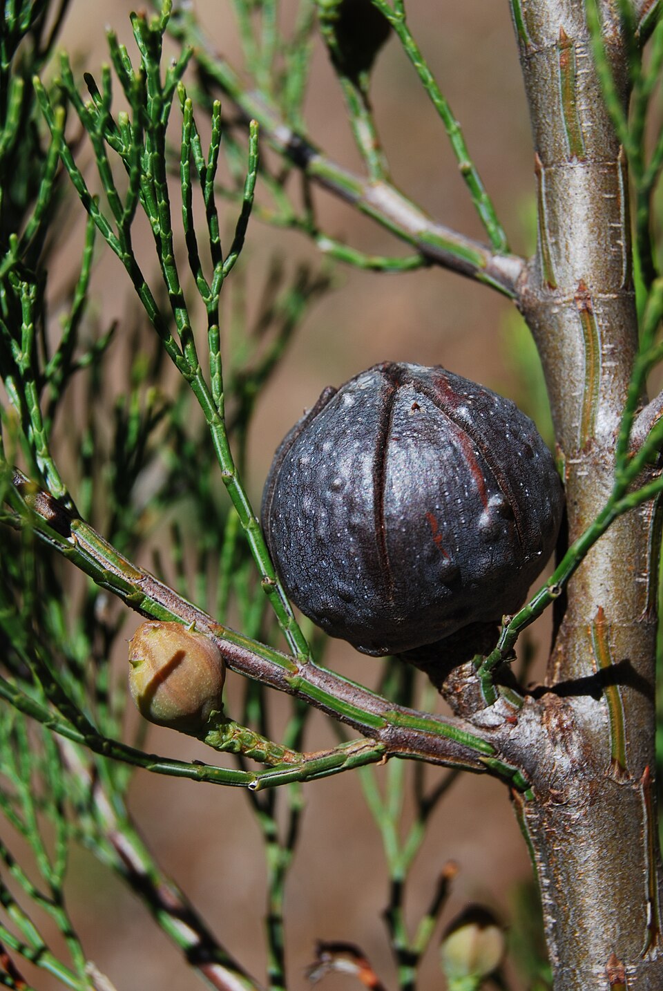 Callitris gracilis (Slender Cypress-pine) (alternate view 5)