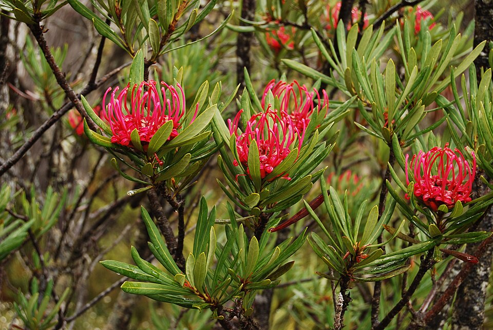 Telopea truncata (Tasmanian Waratah)