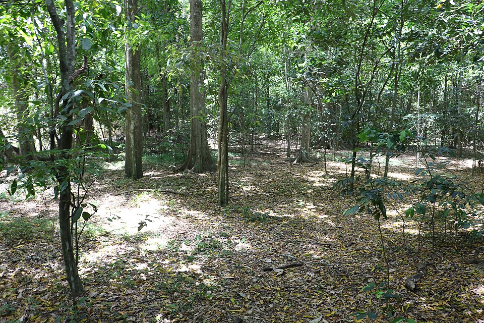 Aphananthe philippinensis (Axe handle Wood) (alternate view 8)