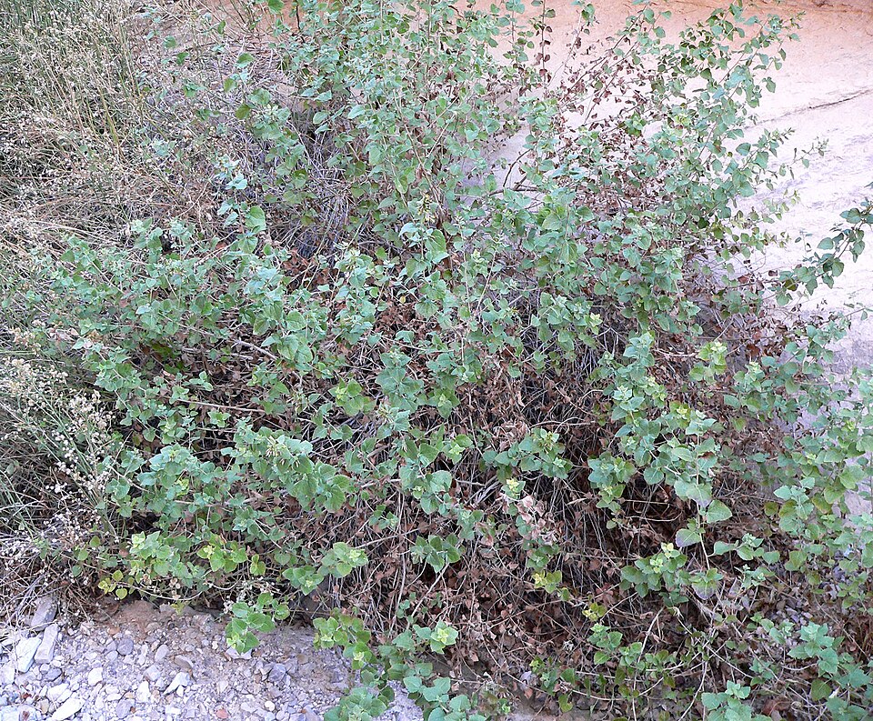 Brickellia californica (California Brickellbush) (alternate view 7)