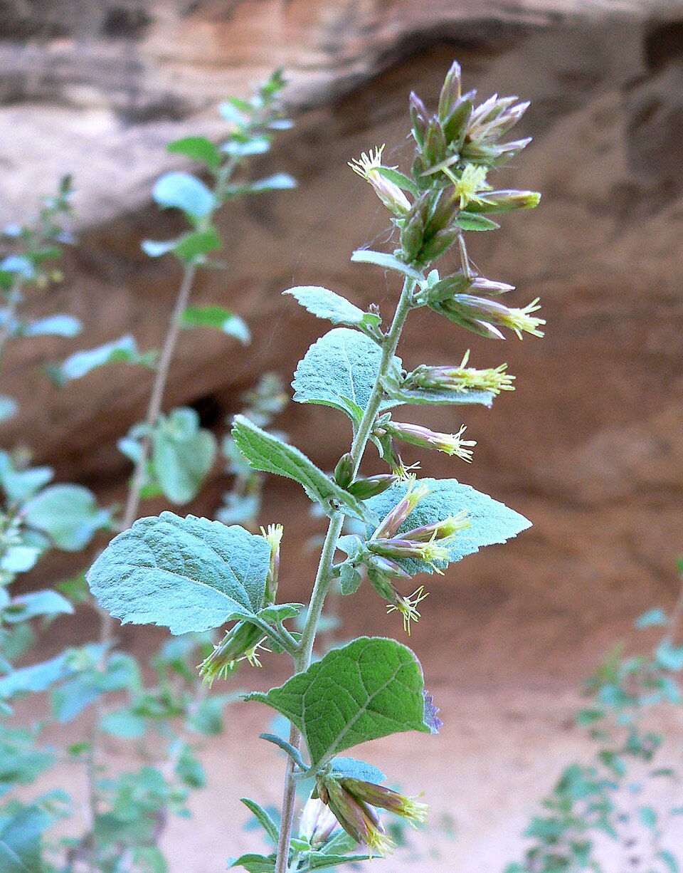 Brickellia californica (California Brickellbush) (alternate view 8)