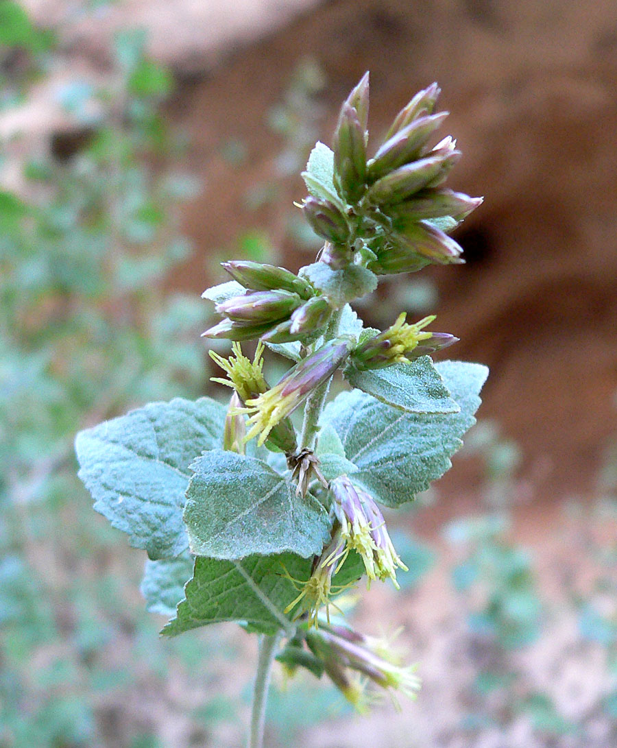 Brickellia californica (California Brickellbush) (alternate view 9)