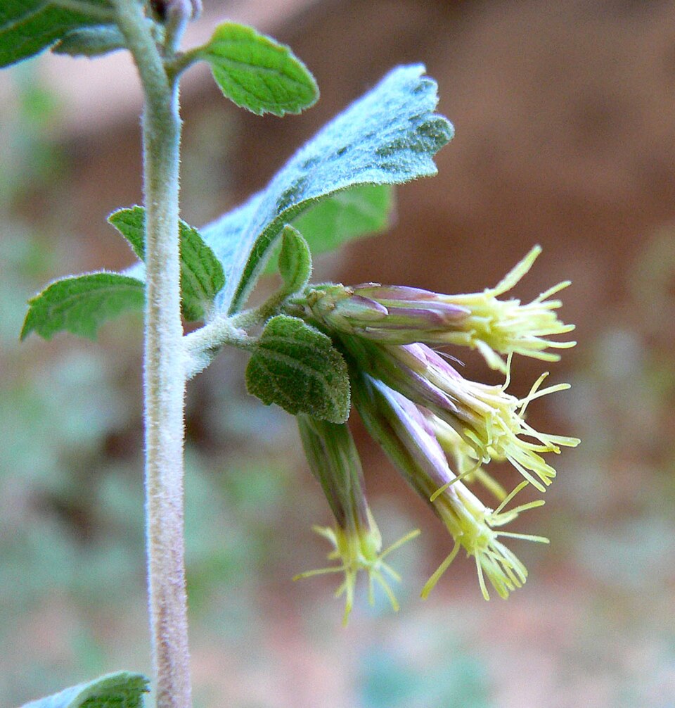 Brickellia californica (California Brickellbush) (alternate view 10)