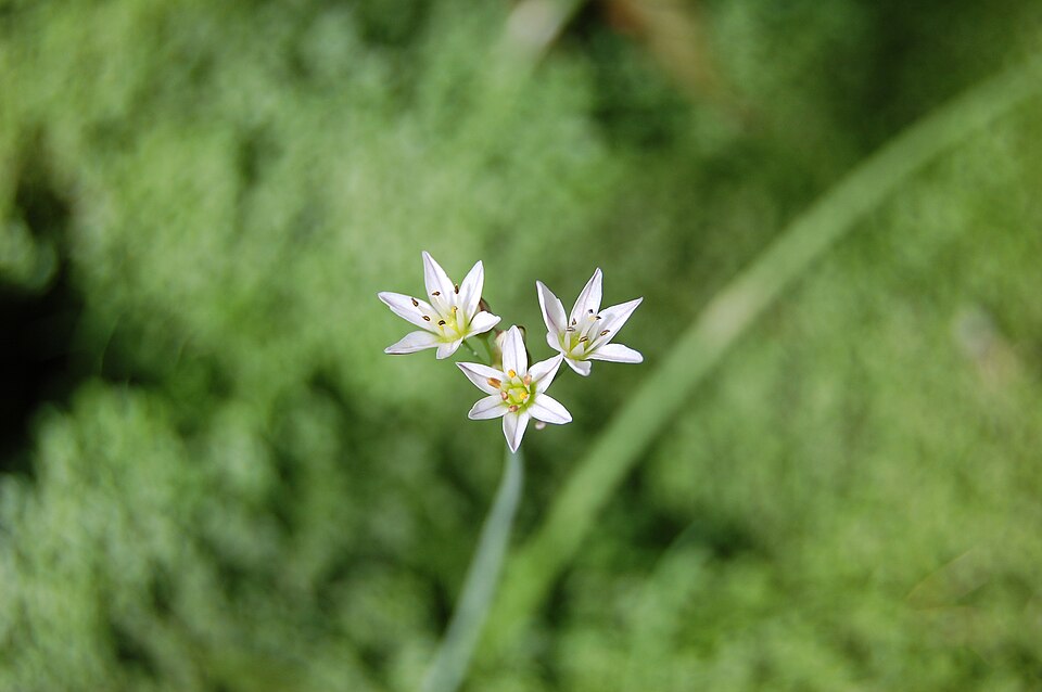Nothoscordum bivalve (crowpoison)