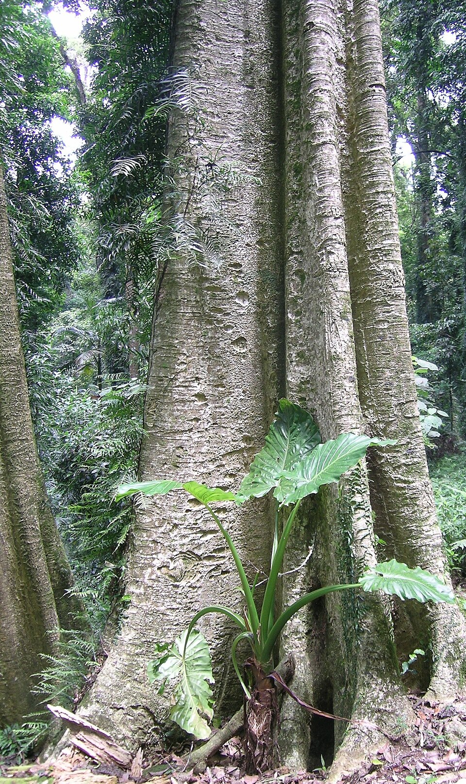 Alocasia brisbanensis (Cunjevoi) (alternate view 6)