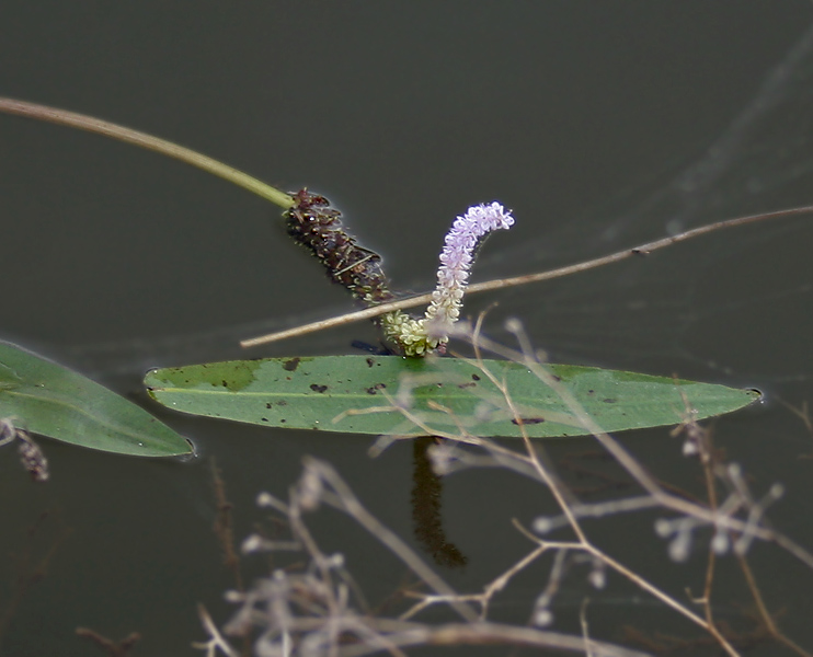Aponogeton natans (floating water hawthorn) (alternate view 6)