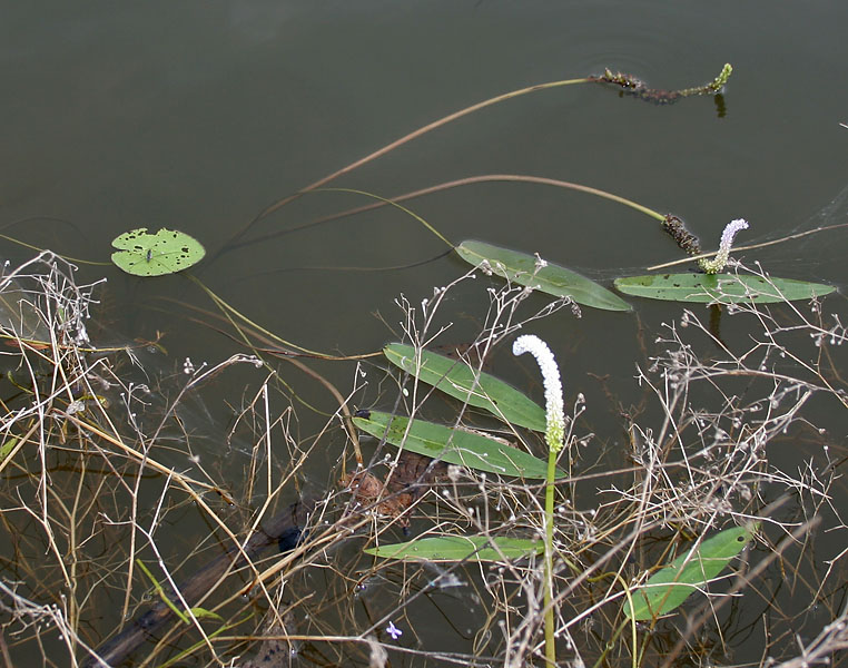 Aponogeton natans (floating water hawthorn) (alternate view 7)