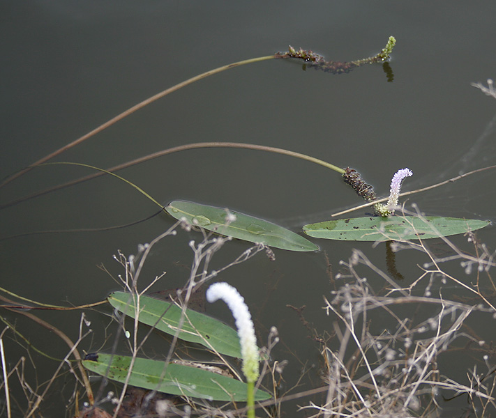 Aponogeton natans (floating water hawthorn) (alternate view 8)