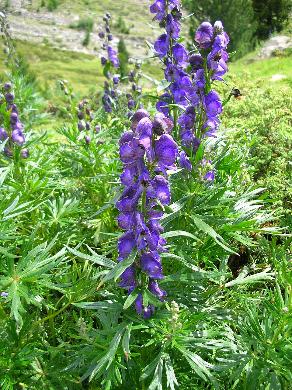 Aconitum napellus (Common Monkshood) (alternate view 9)