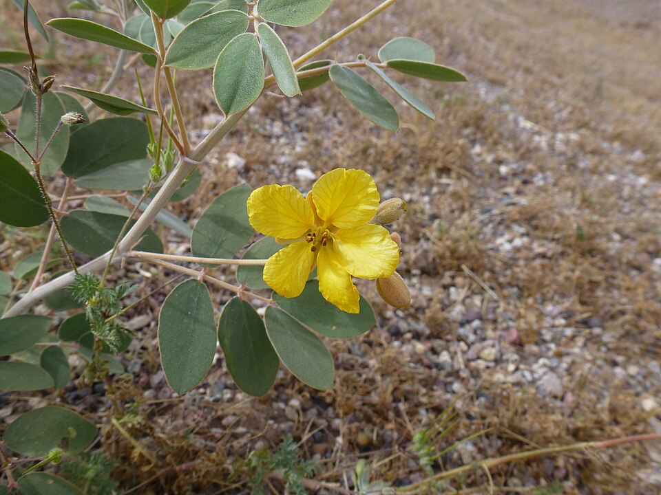 Senna covesii (Coues' senna) (alternate view 8)