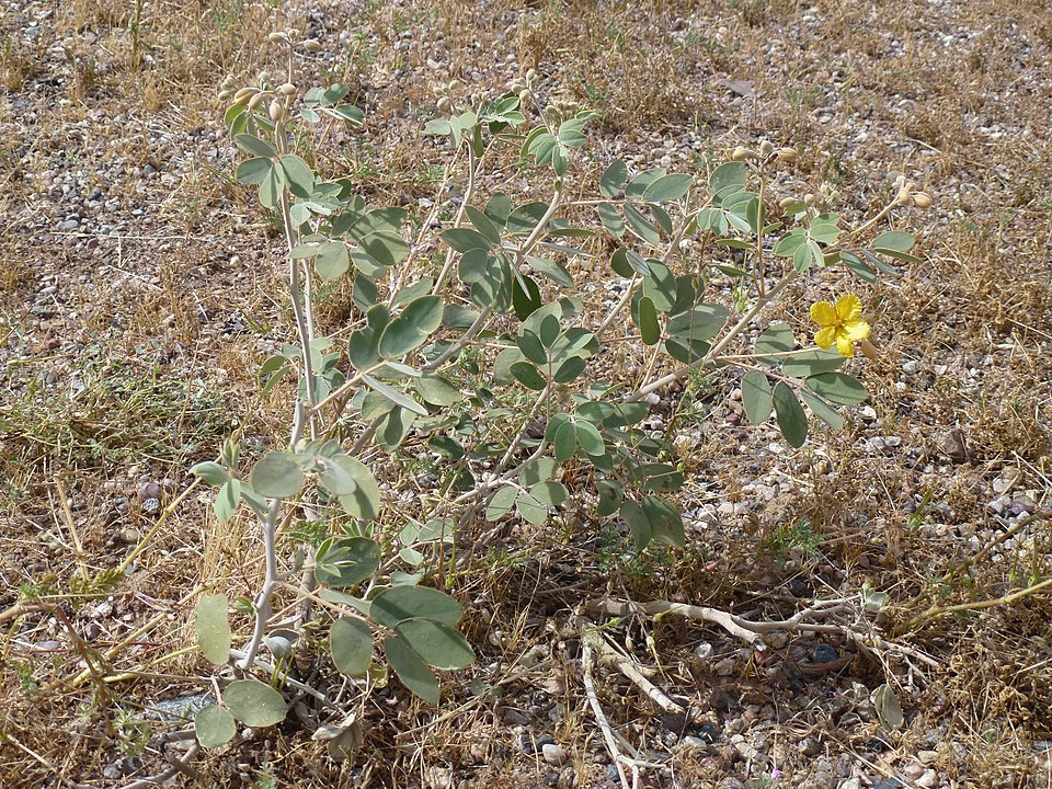 Senna covesii (Coues' senna) (alternate view 9)
