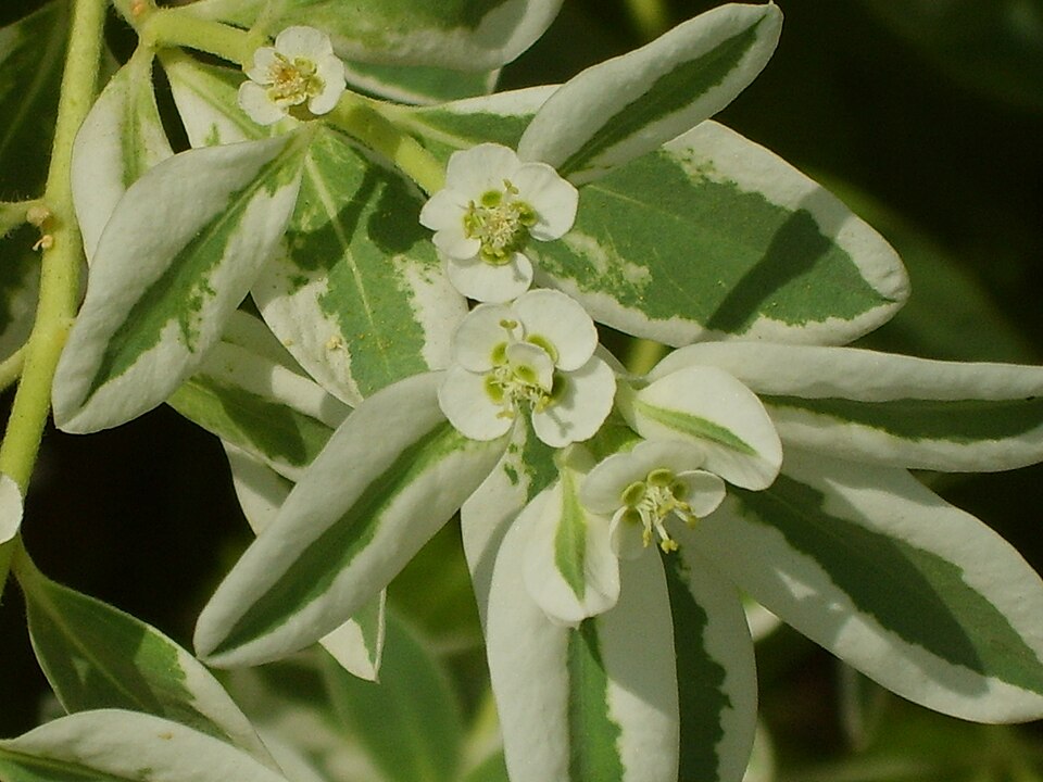 Euphorbia marginata (snow-on-the-mountain) (alternate view 5)