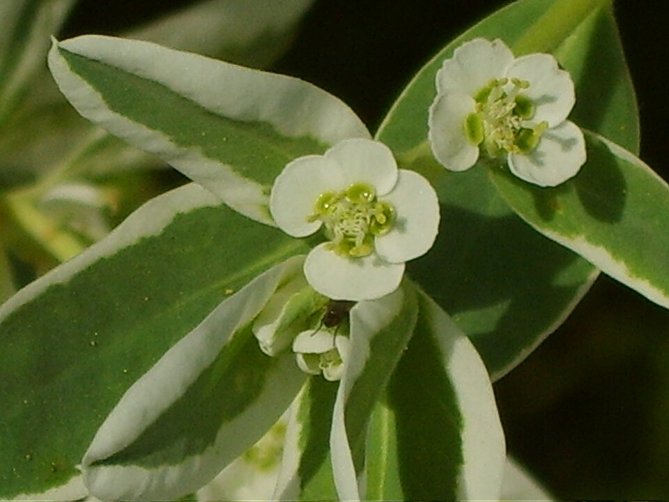 Euphorbia marginata (snow-on-the-mountain) (alternate view 6)