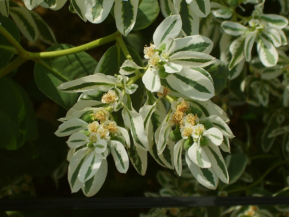 Euphorbia marginata (snow-on-the-mountain) (alternate view 7)