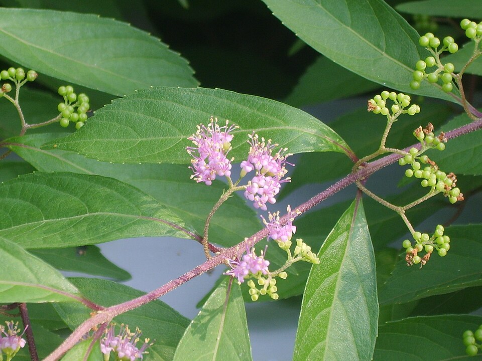 Callicarpa dichotoma (Purple Beautyberry) (alternate view 9)
