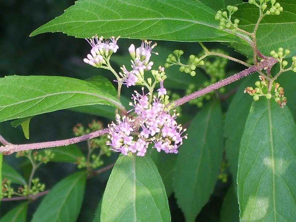 Callicarpa dichotoma (Purple Beautyberry) (alternate view 10)