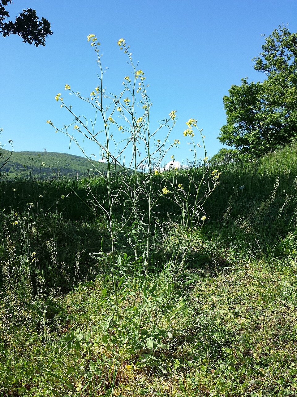 Sisymbrium orientale (eastern rocket)