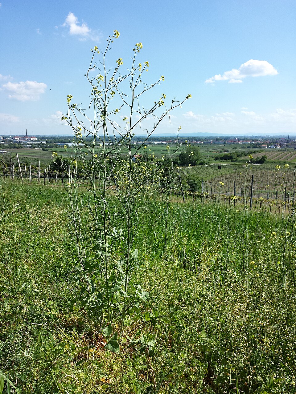 Sisymbrium orientale (eastern rocket)