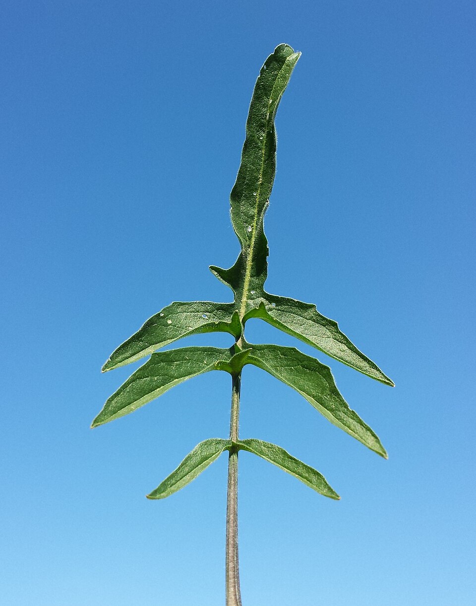 Sisymbrium orientale (eastern rocket)