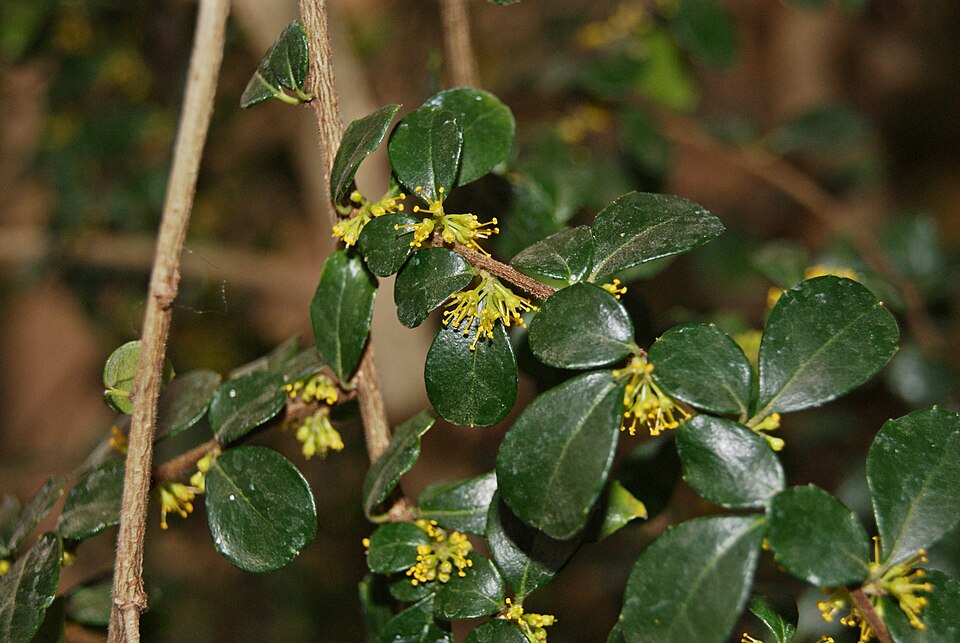 Azara microphylla (Boxleaf azara) (alternate view 13)