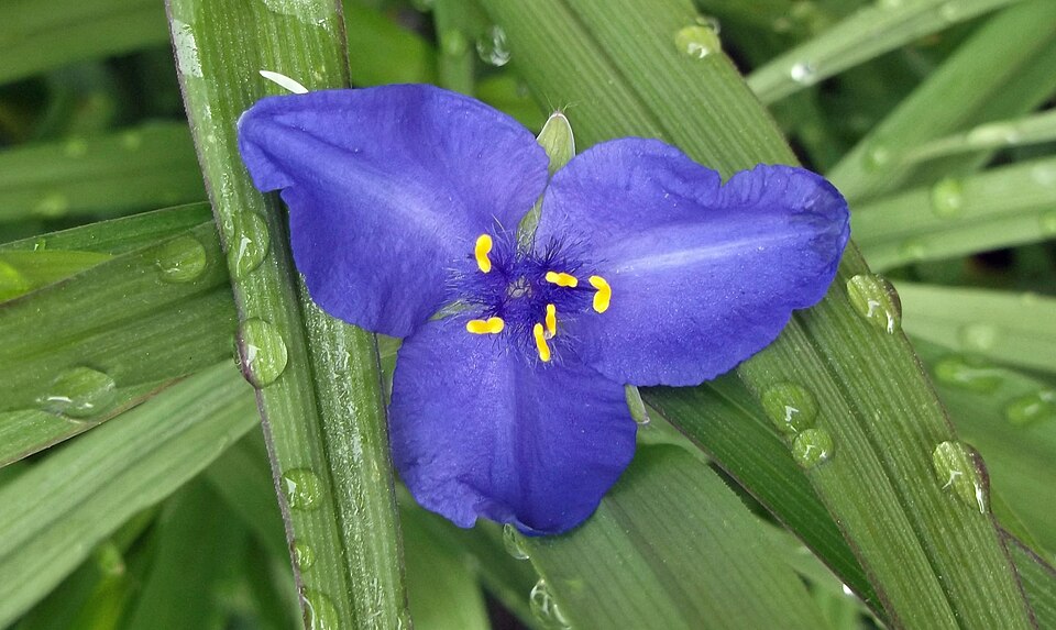 Tradescantia (Spiderworts)